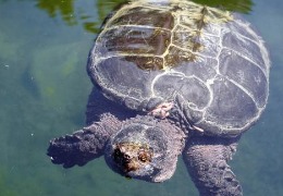 肌醇——魚(yú)、蝦飼料的能量補(bǔ)給站！